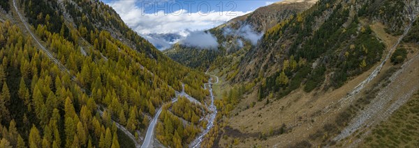 Colourful autumn larch forests