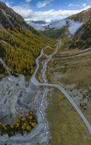 Colourful autumn larch forests