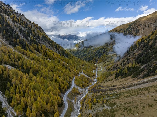 Colourful autumn larch forests