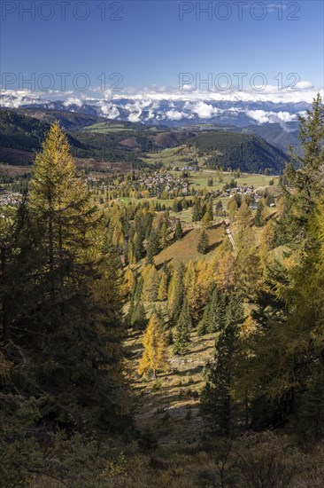 Autumnal coloured larches at the foot of the Catinaccio massif