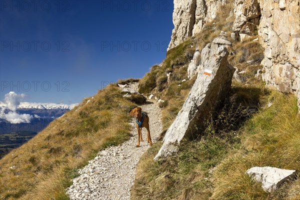 Vizsla male on hiking trail at the foot of the Catinaccio massif