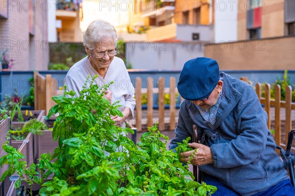 Elder people working on the garden arranging plants in a geriatric