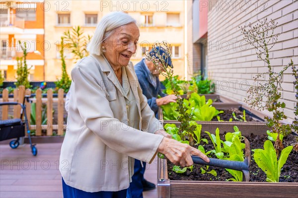 Senior woman planting lettuce in a vegetable garden in a nursing home