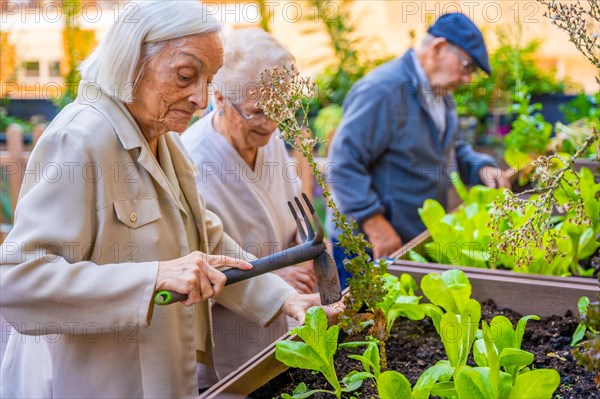 Three seniors working on a vegetable urban garden in a geriatric