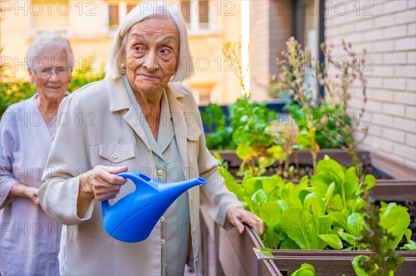 Cute elder woman watering lettuce in an urban garden in a geriatric