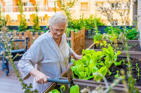Elder woman planting seeds in a vegetable garden in a geriatric