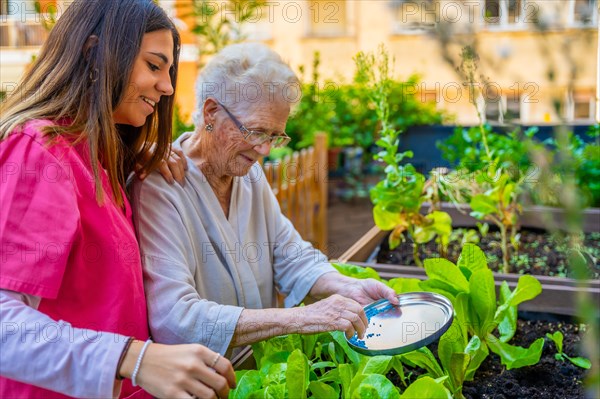 Nurse and elderly woman applying fertilizer to plants in an urban garden at a nursing home
