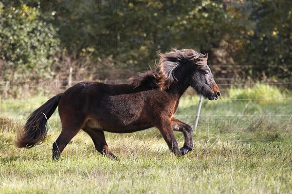 Young Icelandic horse