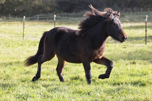 Young Icelandic horse