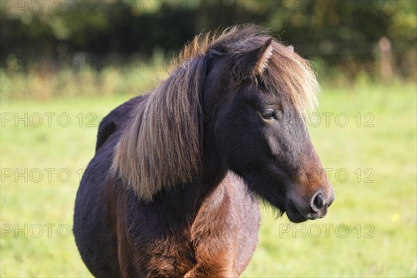 Young Icelandic horse