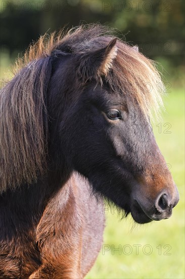 Young Icelandic horse