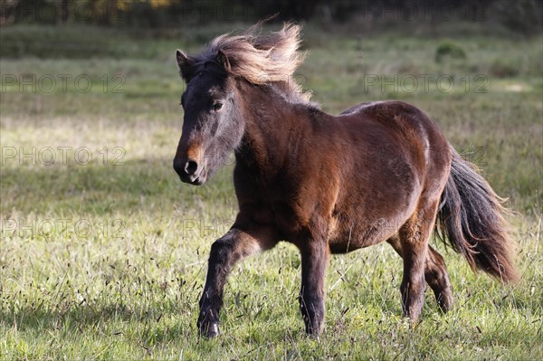 Young Icelandic horse