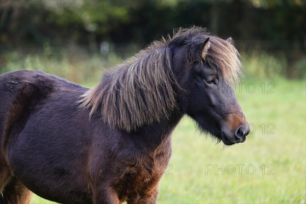 Young Icelandic horse