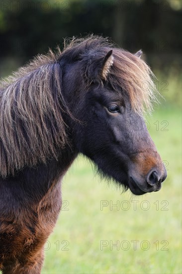 Young Icelandic horse