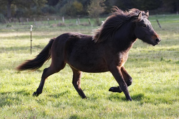 Young Icelandic horse