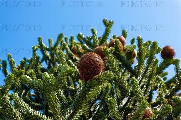 Beautiful Snake Pine or Monkey Tree with Cone