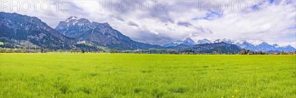 Blooming dandelion meadow