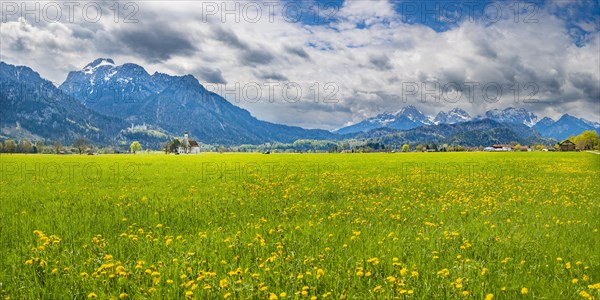 Blooming dandelion meadow