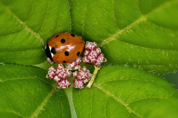 Seven-spott ladybird