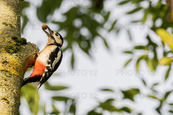 Great spotted woodpecker