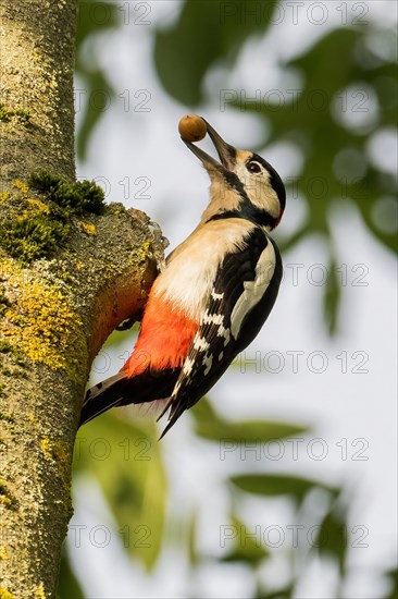 Great spotted woodpecker