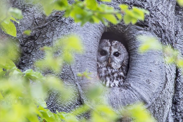 Tawny owl