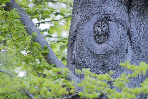 Tawny owl