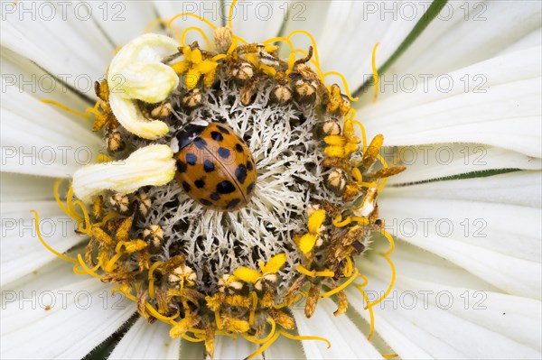 Asian ladybird