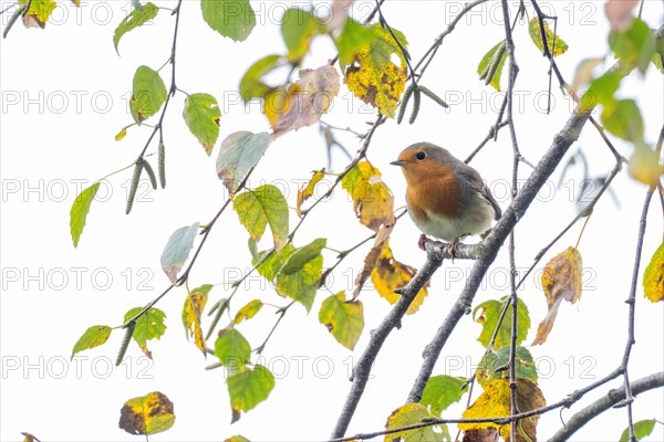 European robin