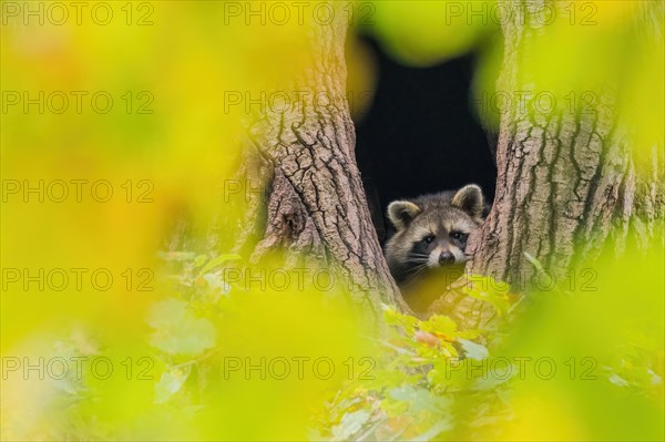 Young raccoon