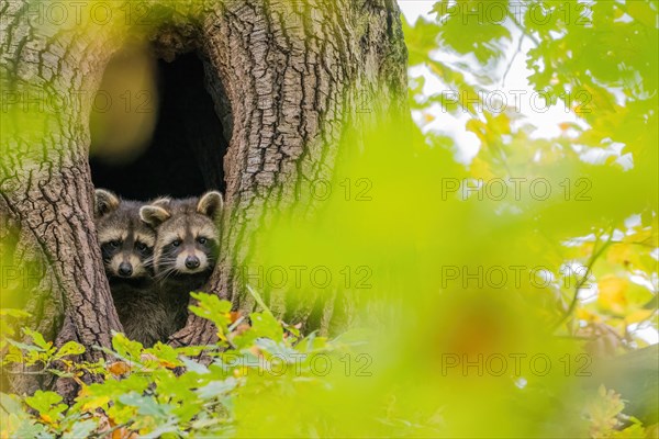 Two juvenile raccoons
