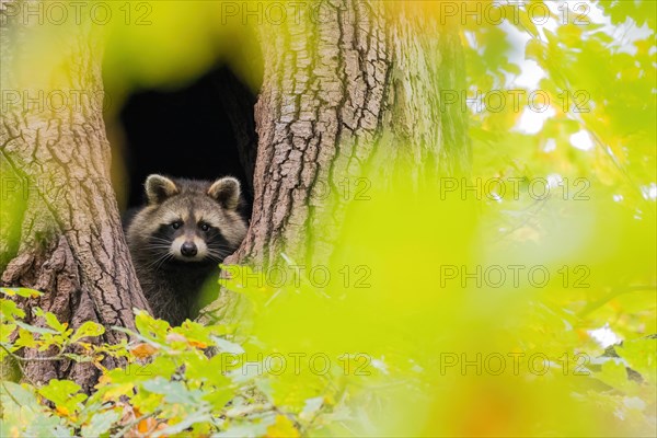 Raccoon