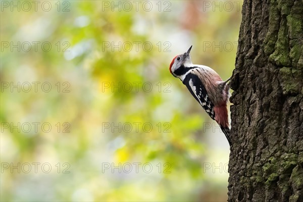 Middle Spotted Woodpecker