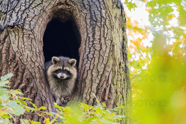 Raccoon