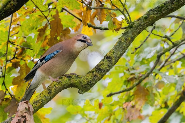 Eurasian jay