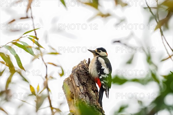 Great spotted woodpecker