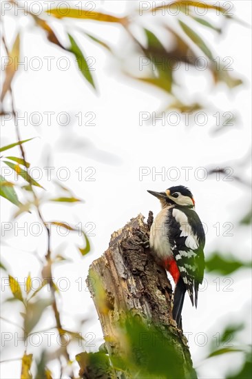 Great spotted woodpecker