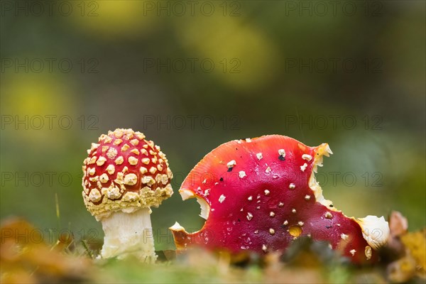 Fly agarics