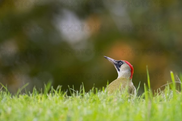 European green woodpecker