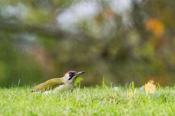 European green woodpecker