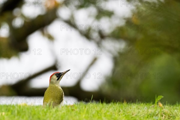 European green woodpecker