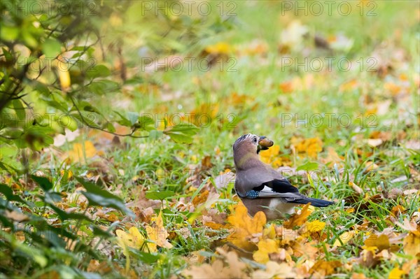 Eurasian jay