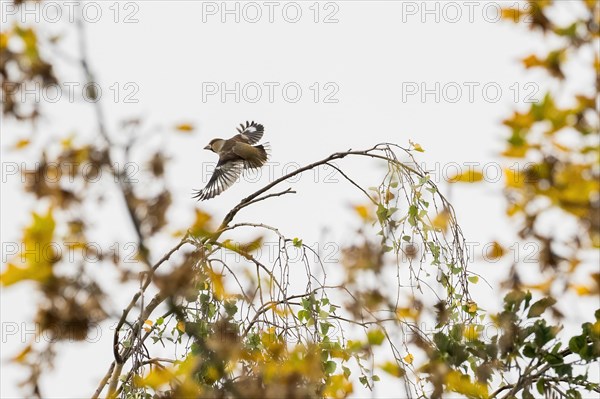 Hawfinch