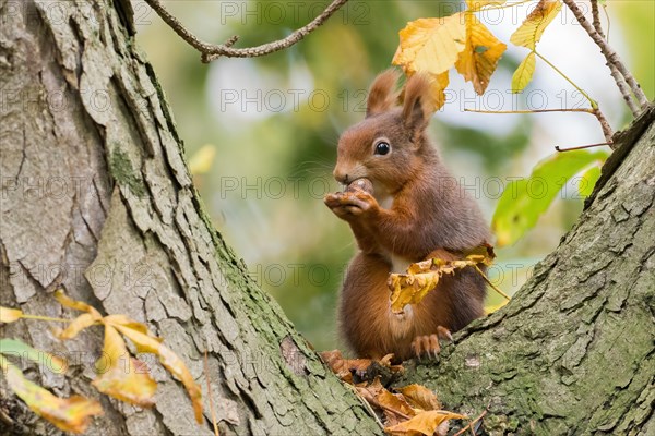 Eurasian red squirrel