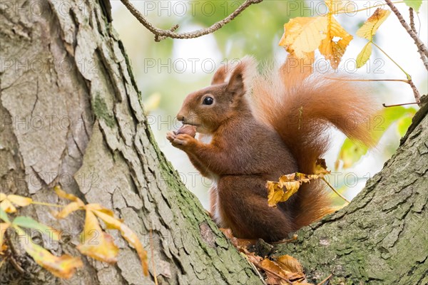 Eurasian red squirrel