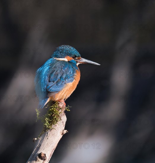 Beautiful Common Kingfisher