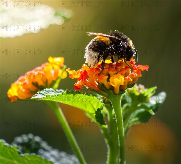 Macro image of an isolated bumblebee