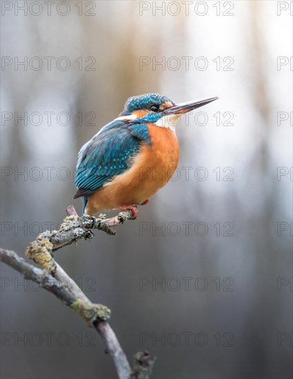 Beautiful Common Kingfisher