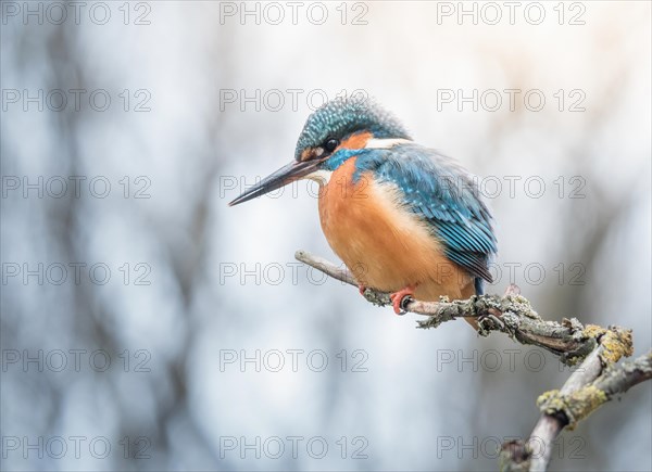 Beautiful Common Kingfisher