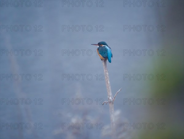 Beautiful Common Kingfisher